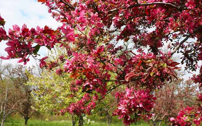 Pommier à fleurs (Malus sp.)