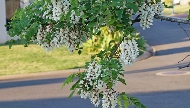 Robinier faux-acacia (Robinia pseudoacacia)