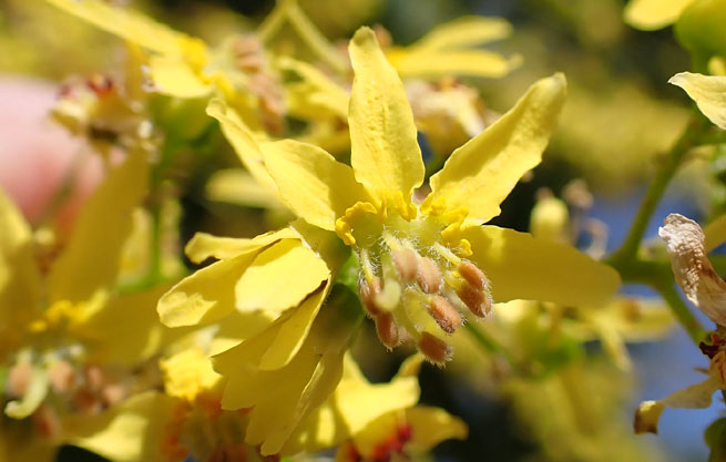 Le Savonnier (Koelreuteria paniculata)