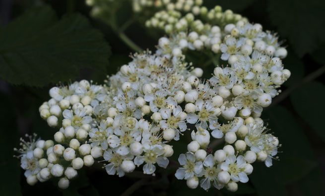 Sorbier des oiseleurs (Sorbus aucuparia)