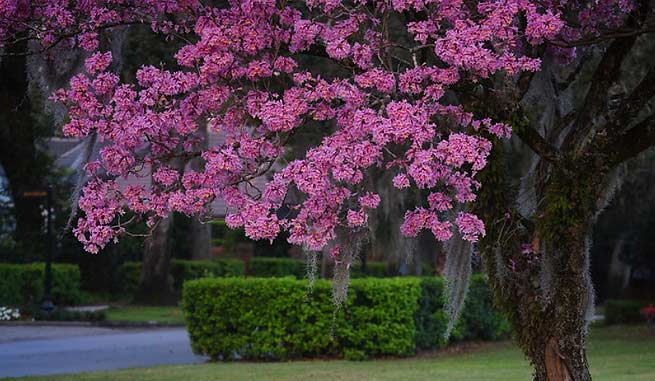 Maquilíshuat (Tabebuia Rosea)