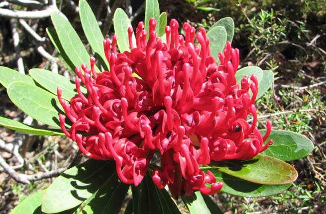 Telopea ou Waratah