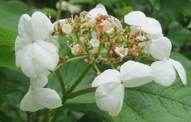 Viorne obier (Viburnum opulus)