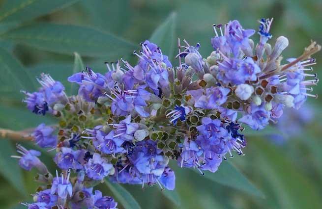 Arbre au poivre (Vitex agnus castus)