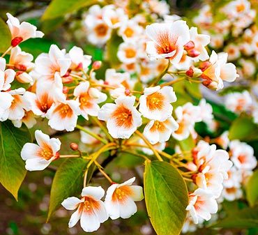 arbres à fleurs blanches