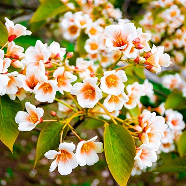 arbres à fleurs blanches