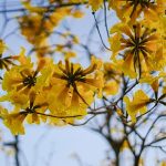12 arbres à fleurs jaunes