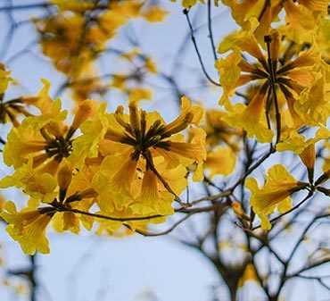 12 arbres à fleurs jaunes