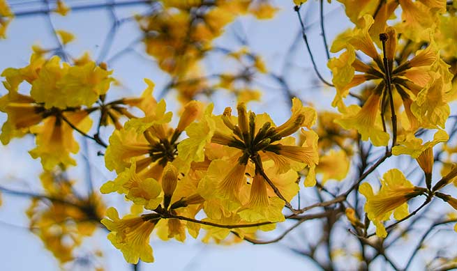 arbre à fleurs jaunes