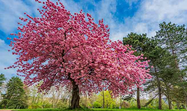 Arbres à fleurs roses pour sublimer votre jardin