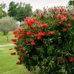 arbustes et plantes à fleurs rouges