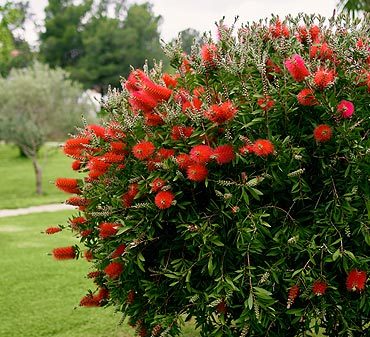arbustes et plantes à fleurs rouges
