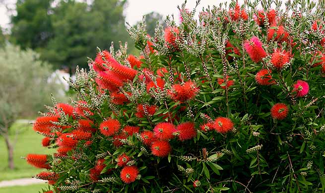 arbustes et plantes à fleurs rouges