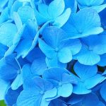 arbustes et plantes à fleurs bleues