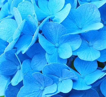 arbustes et plantes à fleurs bleues