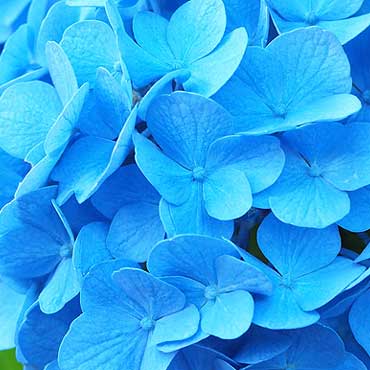 arbustes et plantes à fleurs bleues
