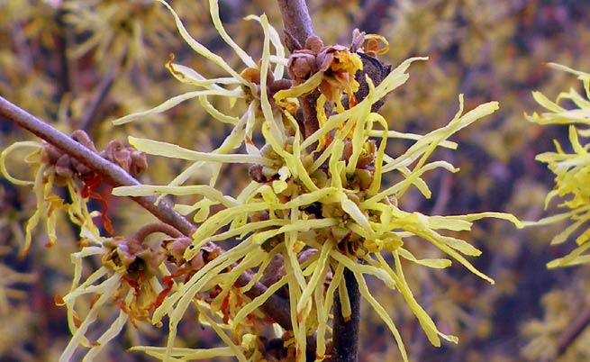 Le noisetier des Sorcières (Hamamelis virginiana)