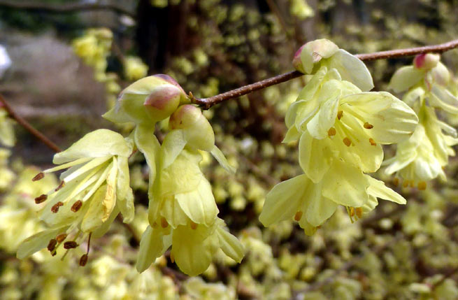 Le noisetier du Japon (Corylopsis pauciflora)