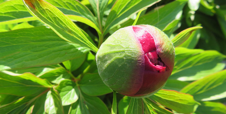 Bouton pivoine