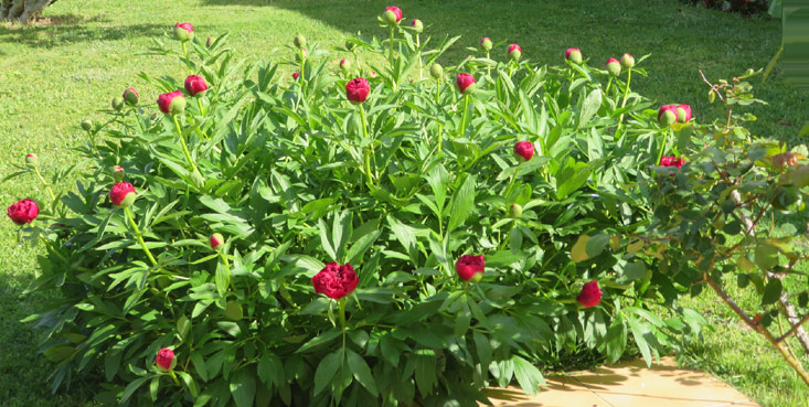 Pivoines herbacées