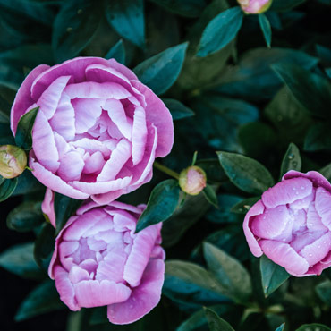 Pivoines