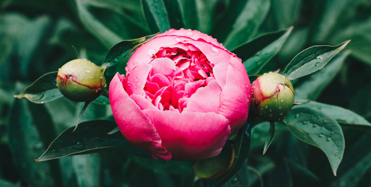 Pivoines parfumées