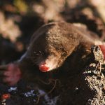 se débarrasser des taupes naturellement