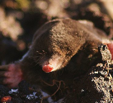 se débarrasser des taupes naturellement