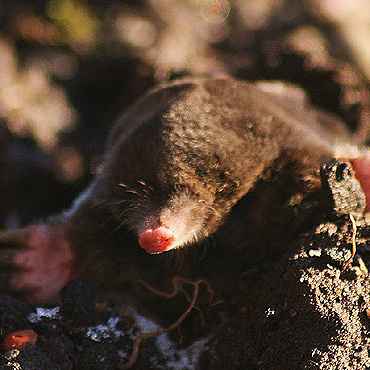 se débarrasser des taupes naturellement