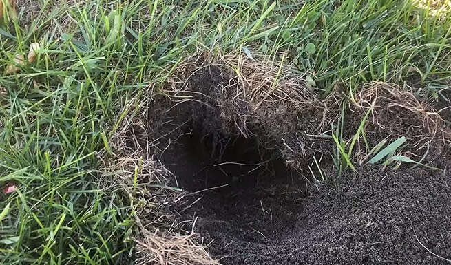 Un tunnel ou une taupinière fraiche indiquera la présence d'une taupe