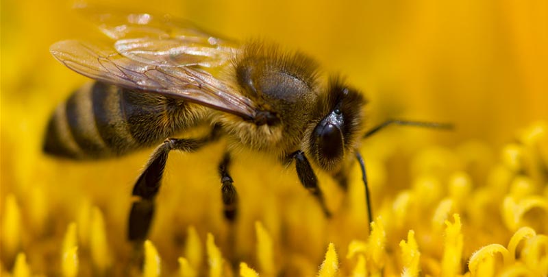 Abeille hyménoptère