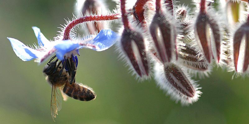 Abeille ouvrière qui butine inlassablement