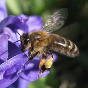 L'univers des abeilles