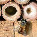 Nichoir abeille