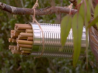 Fagot dans une boîte de conserve