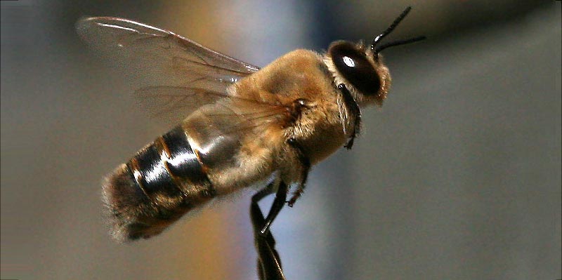 Abeille mâle ou faux-bourdon