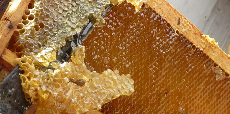 Miel de la ruche