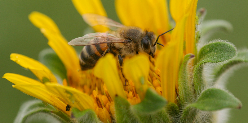 Abeille butine