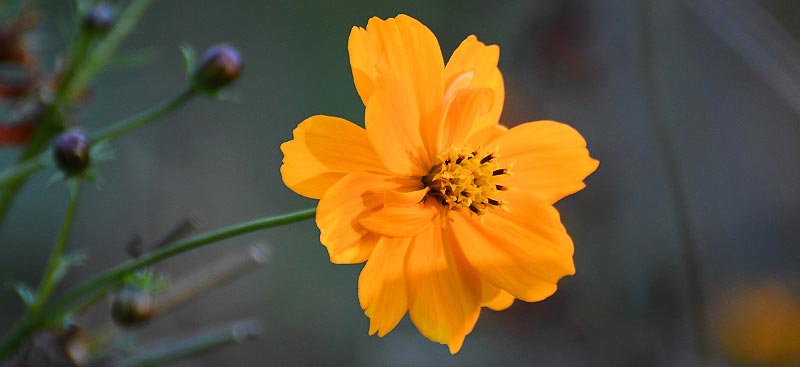 Plantes nectarifère