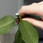 Bouturage des plantes en été