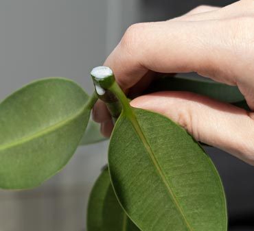 Bouturage des plantes en été