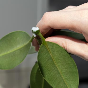 Bouturage des plantes en été