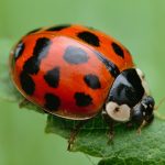 Les coccinelles asiatiques : envahisseuses ou alliées dans nos jardins?