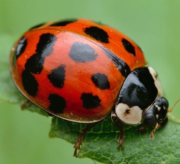 Les coccinelles asiatiques : envahisseuses ou alliées dans nos jardins?