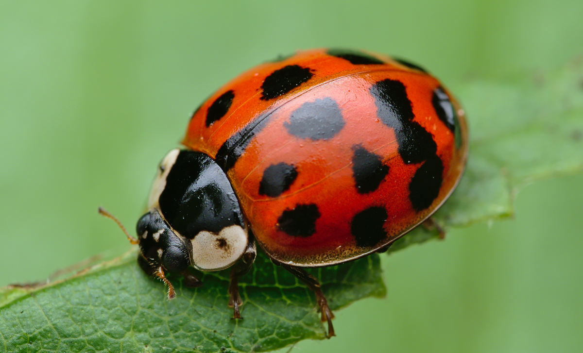 Coccinelles asiatiques, envahisseuses ou alliées de votre jardin ?