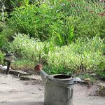 Survivre aux sécheresses du potager et récolter abondamment!
