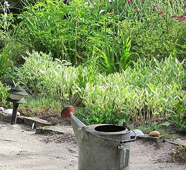 Survivre aux sécheresses du potager et récolter abondamment!