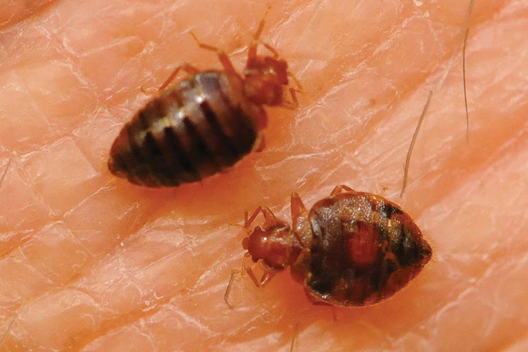 insecticides efficaces pour tuer les punaises de lit
