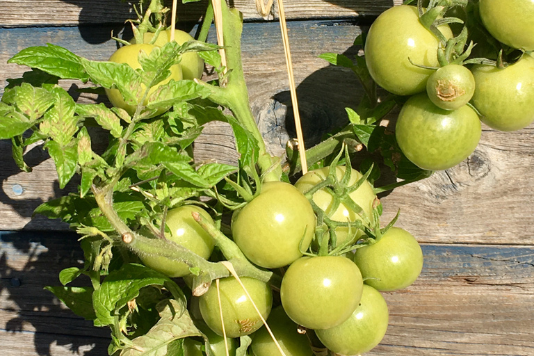 Certains légumes sont plus patients que d'autres