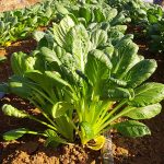 Les astuces simples pour préparer votre potager avant de partir en vacances !